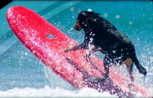 Black Dog Surf School