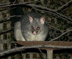 The Mouses House